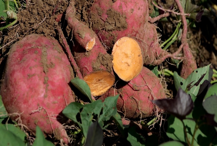 Sweet Potato Research Station celebrates 75 years of developing better sweet potatoes